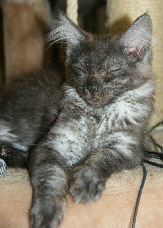 Maine Coon Lykkekatte´s Kato billede 9
