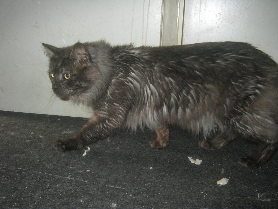 Maine Coon Lykkekatte´s Kato billede 10