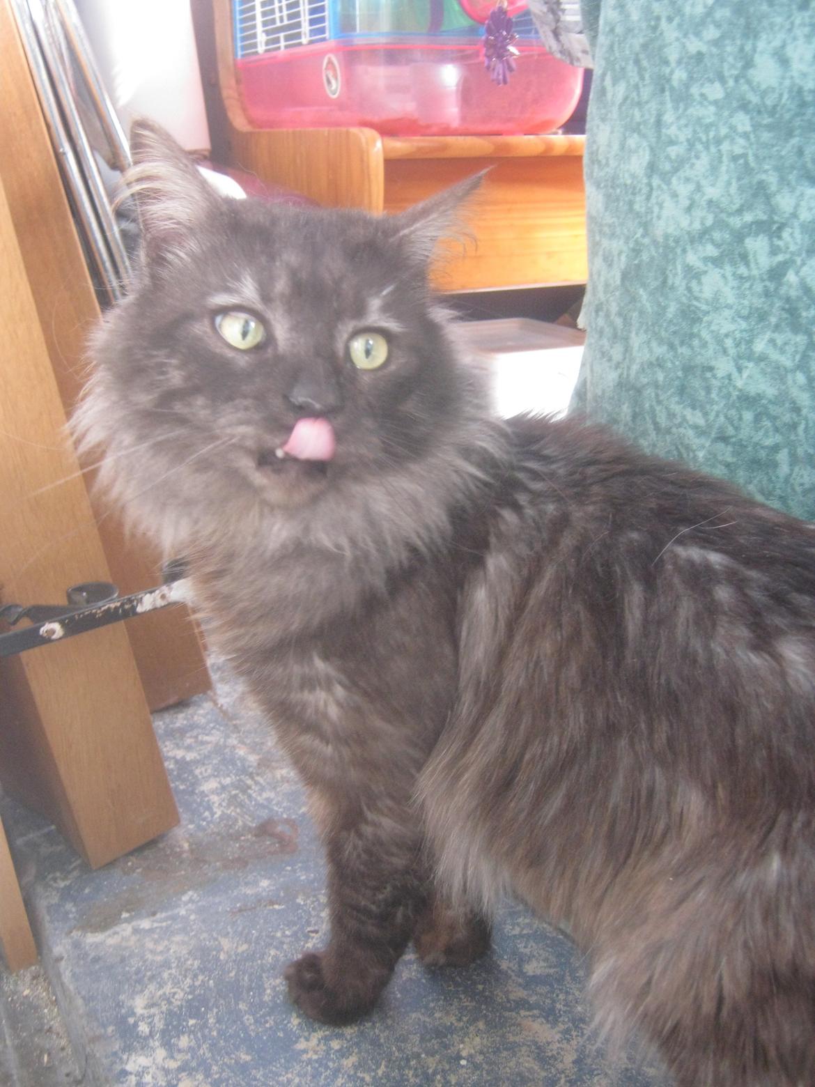 Maine Coon Lykkekatte´s Kato billede 11