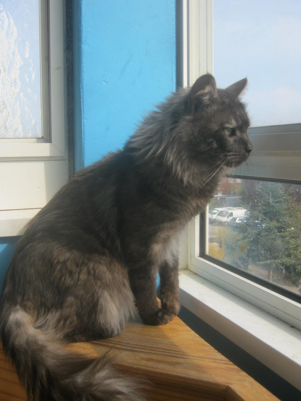 Maine Coon Lykkekatte´s Kato billede 12