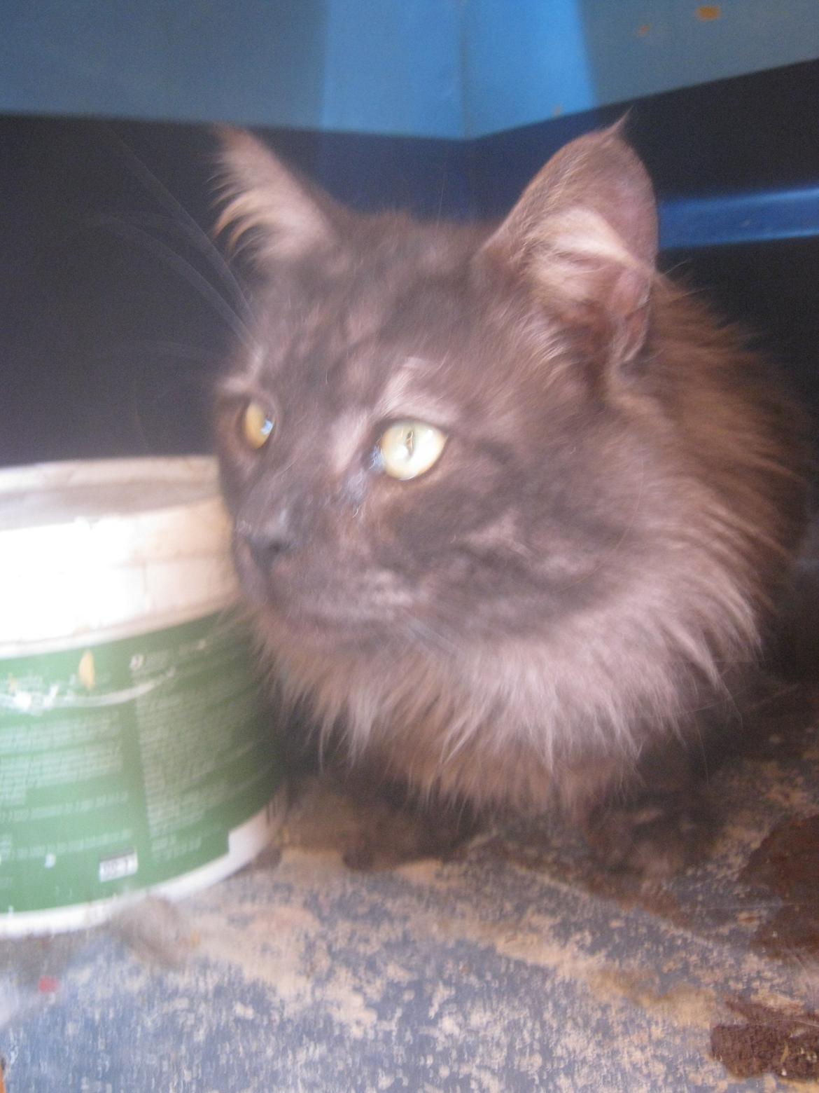 Maine Coon Lykkekatte´s Kato billede 13