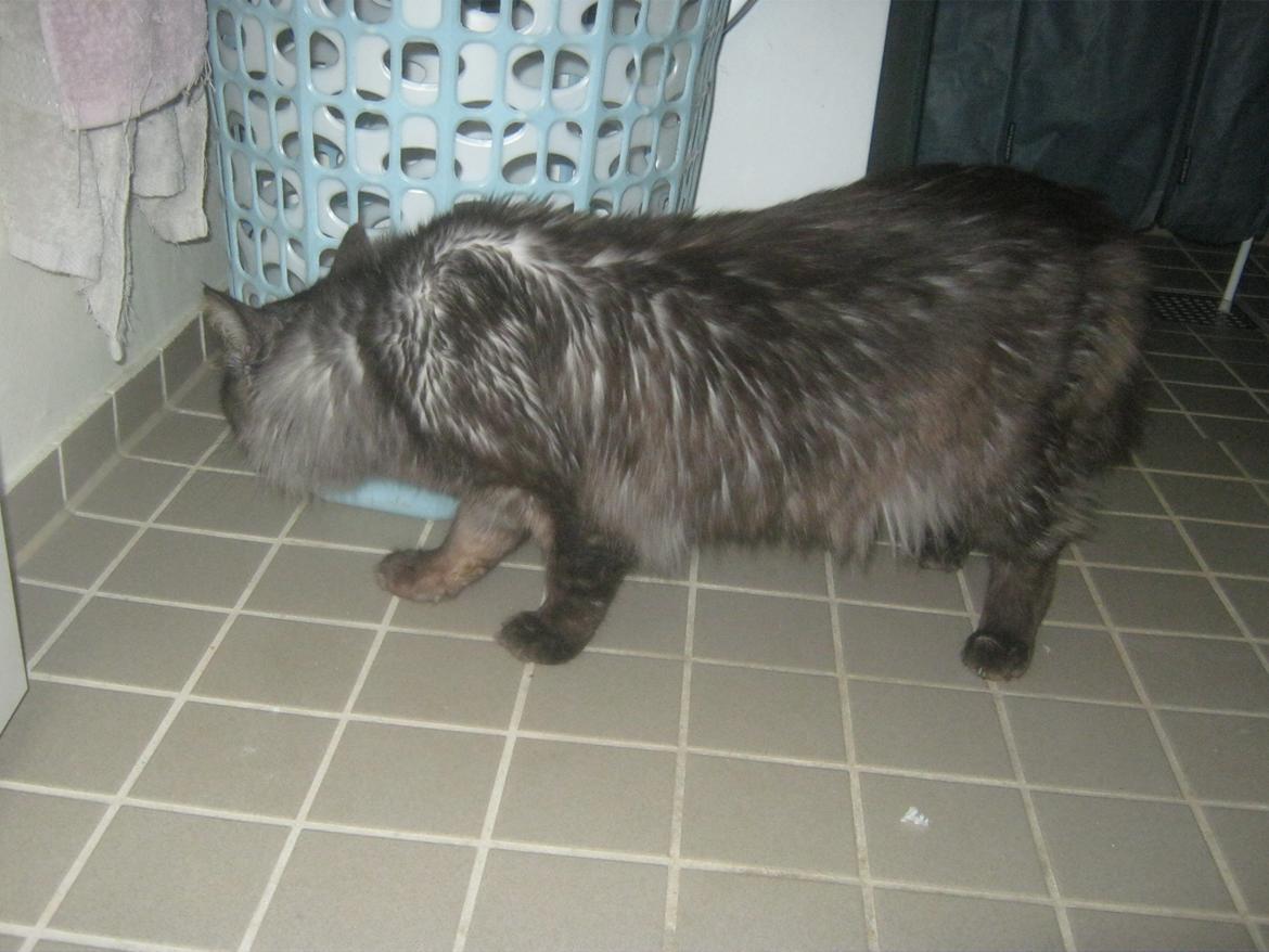 Maine Coon Lykkekatte´s Kato billede 14