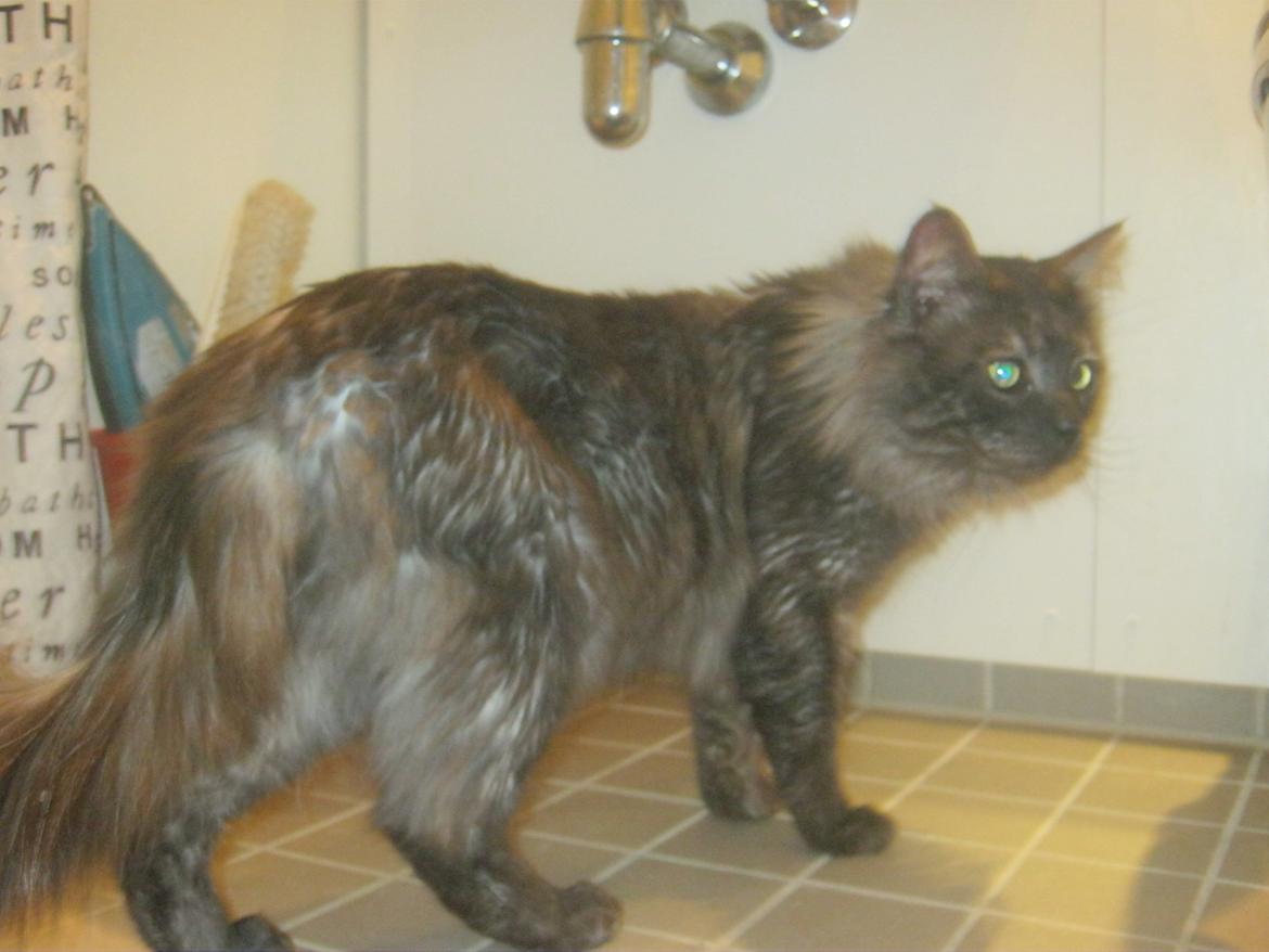 Maine Coon Lykkekatte´s Kato billede 15