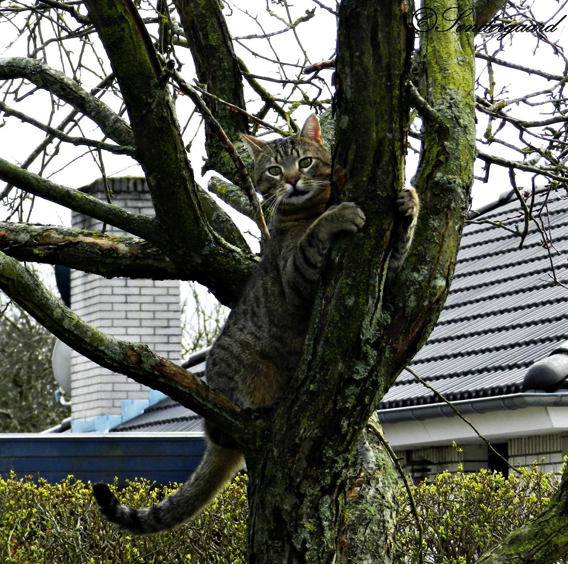 Blanding af racer Fritz "Supermissen! (:" - Missen krammer træet :) billede 4