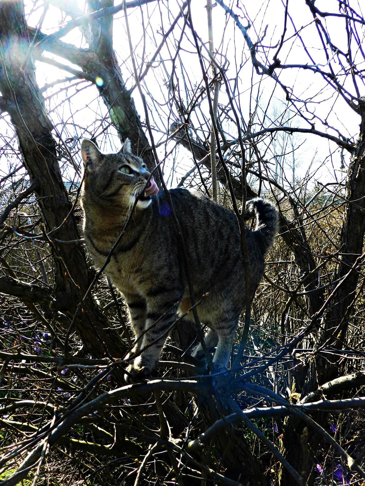 Blanding af racer Fritz "Supermissen! (:" - Missen i træet :) billede 12