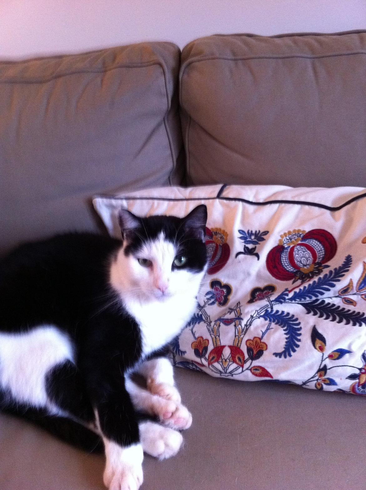 Huskat Basse billede 1