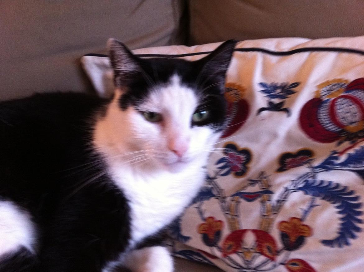 Huskat Basse billede 2