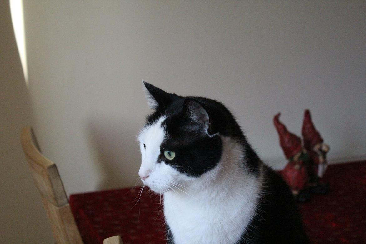 Huskat Basse billede 4