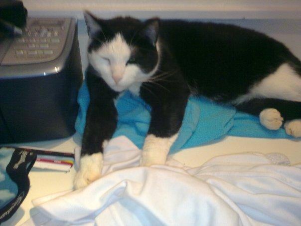 Huskat Basse billede 5