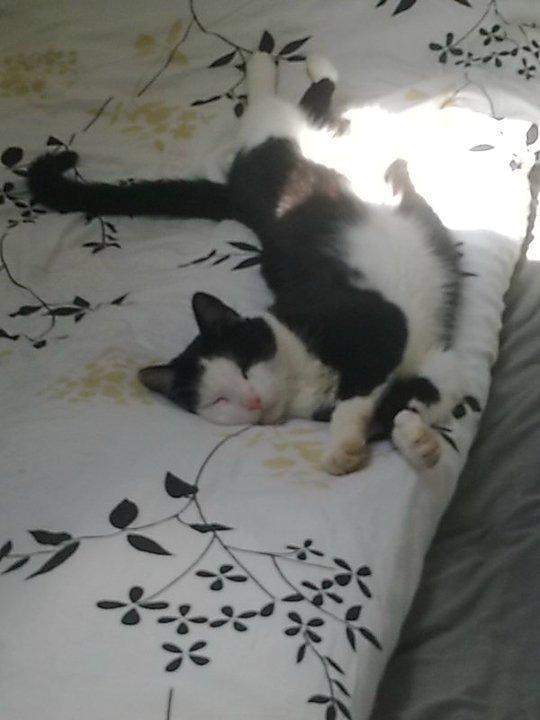 Huskat Basse billede 6