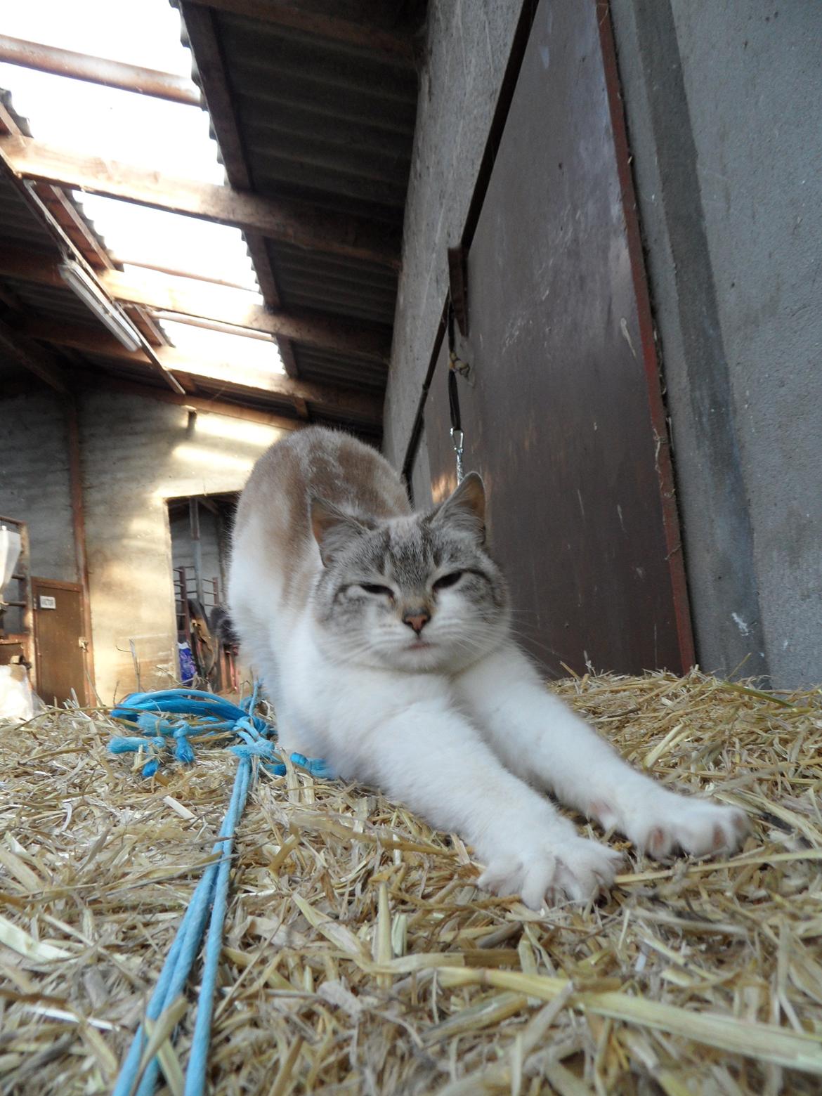 Huskat Mittemut - Haaaaarj! :-D billede 1