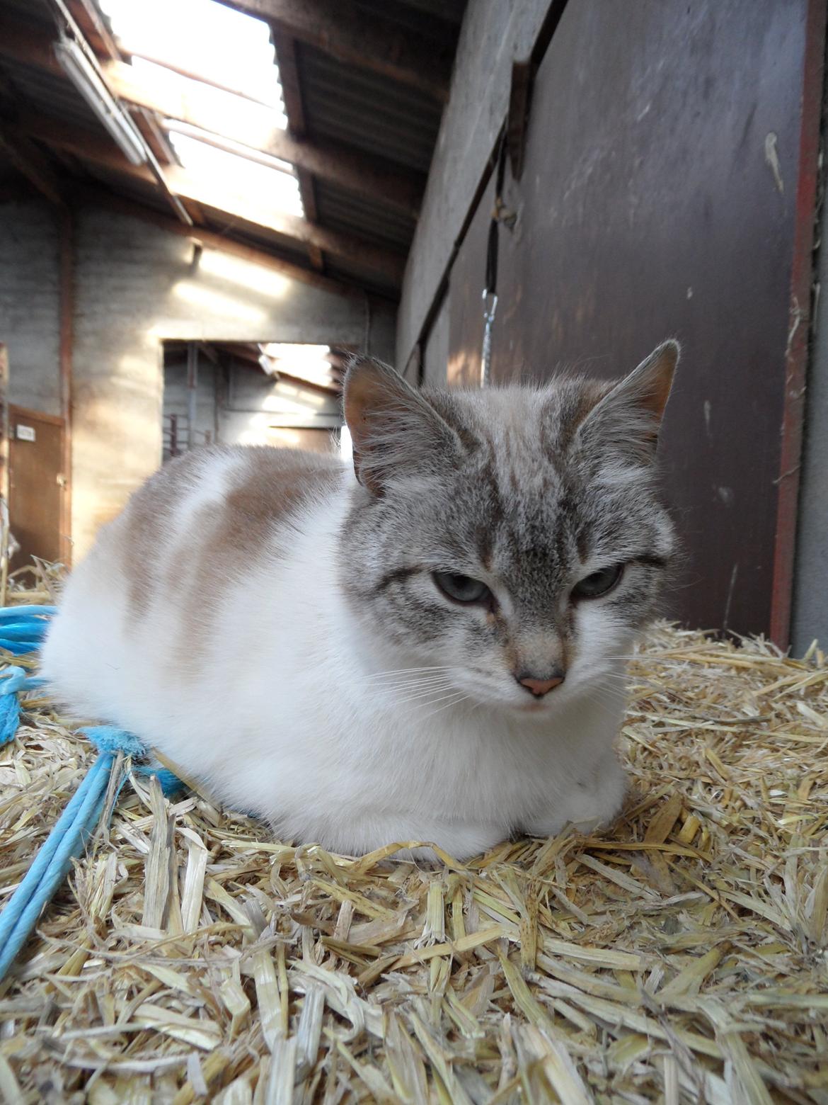 Huskat Mittemut billede 2