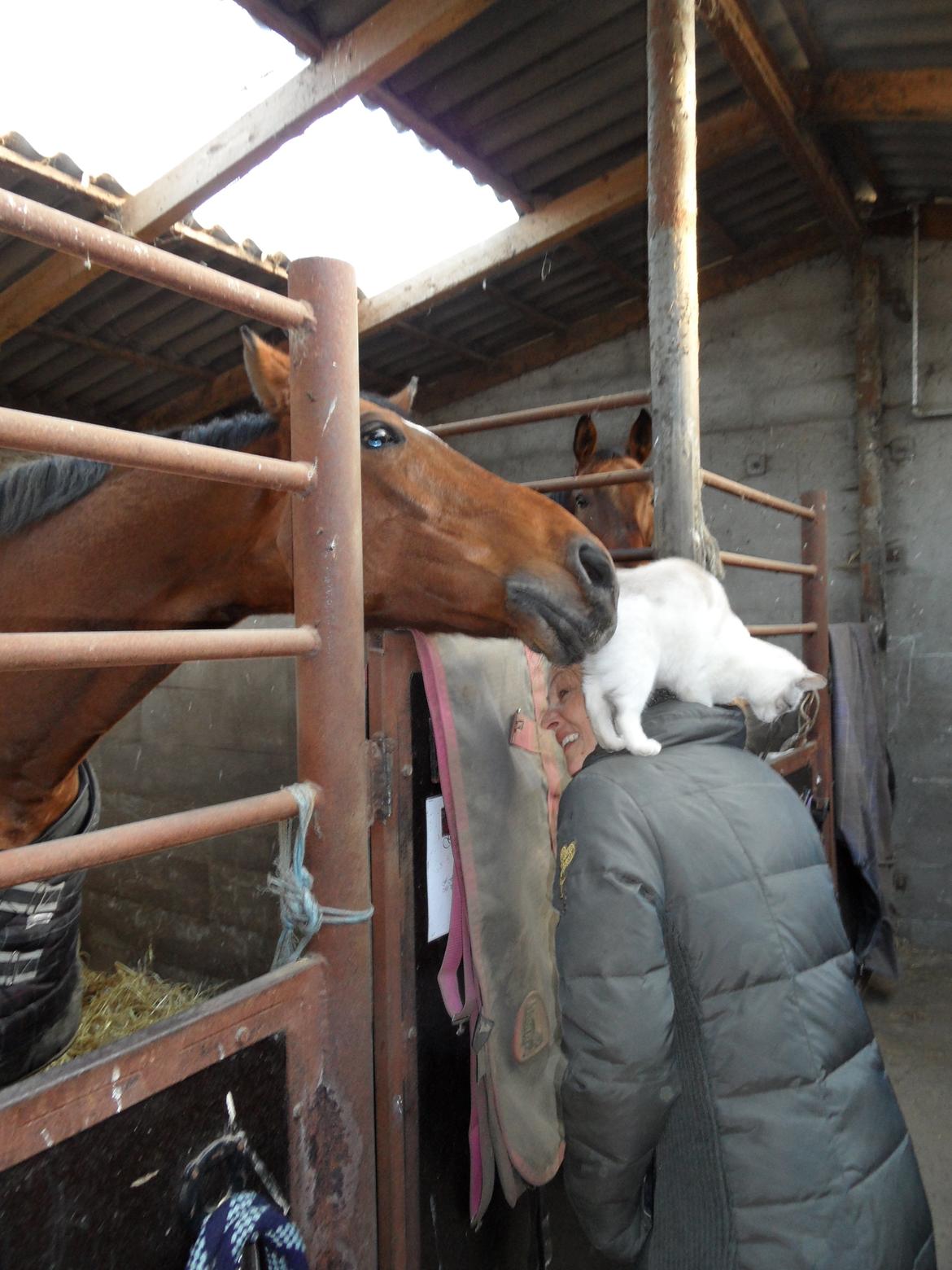 Huskat Mittemut - Mittemut og Fister (Freestyle) :-D billede 3