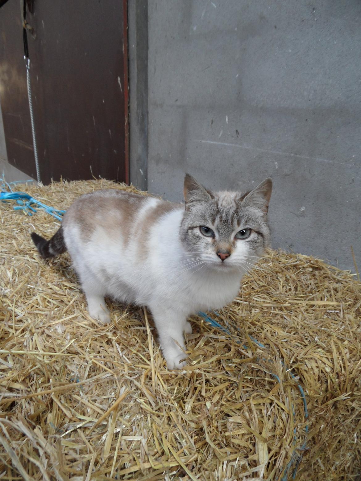 Huskat Mittemut billede 4