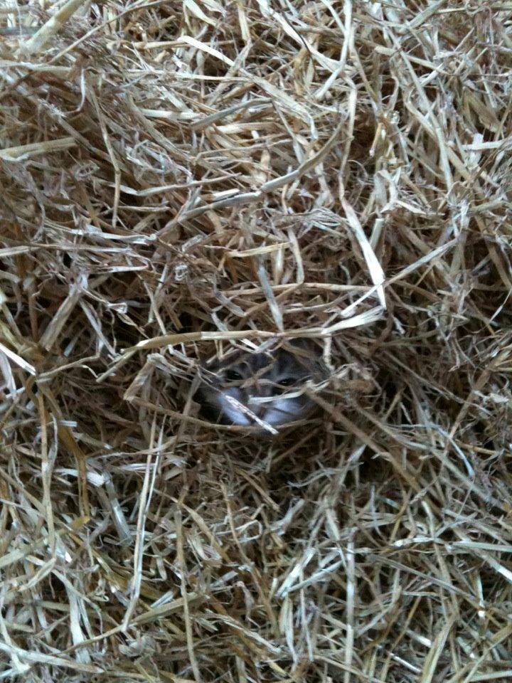 Huskat Mittemut billede 5