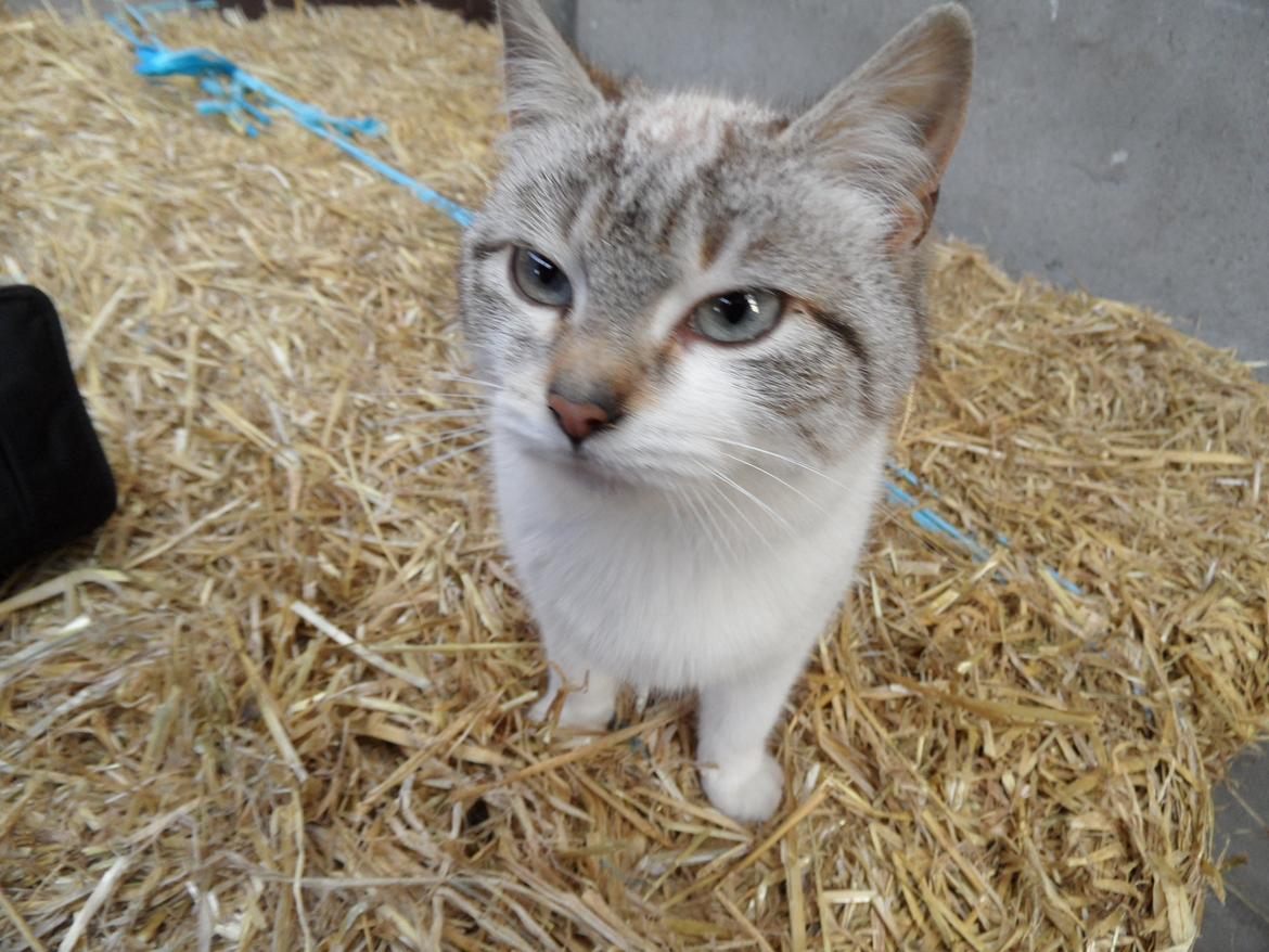 Huskat Mittemut billede 6