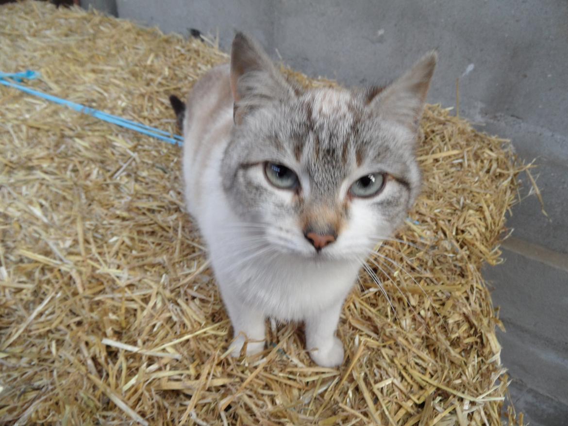 Huskat Mittemut billede 7