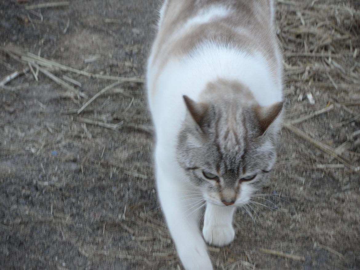 Huskat Mittemut billede 8