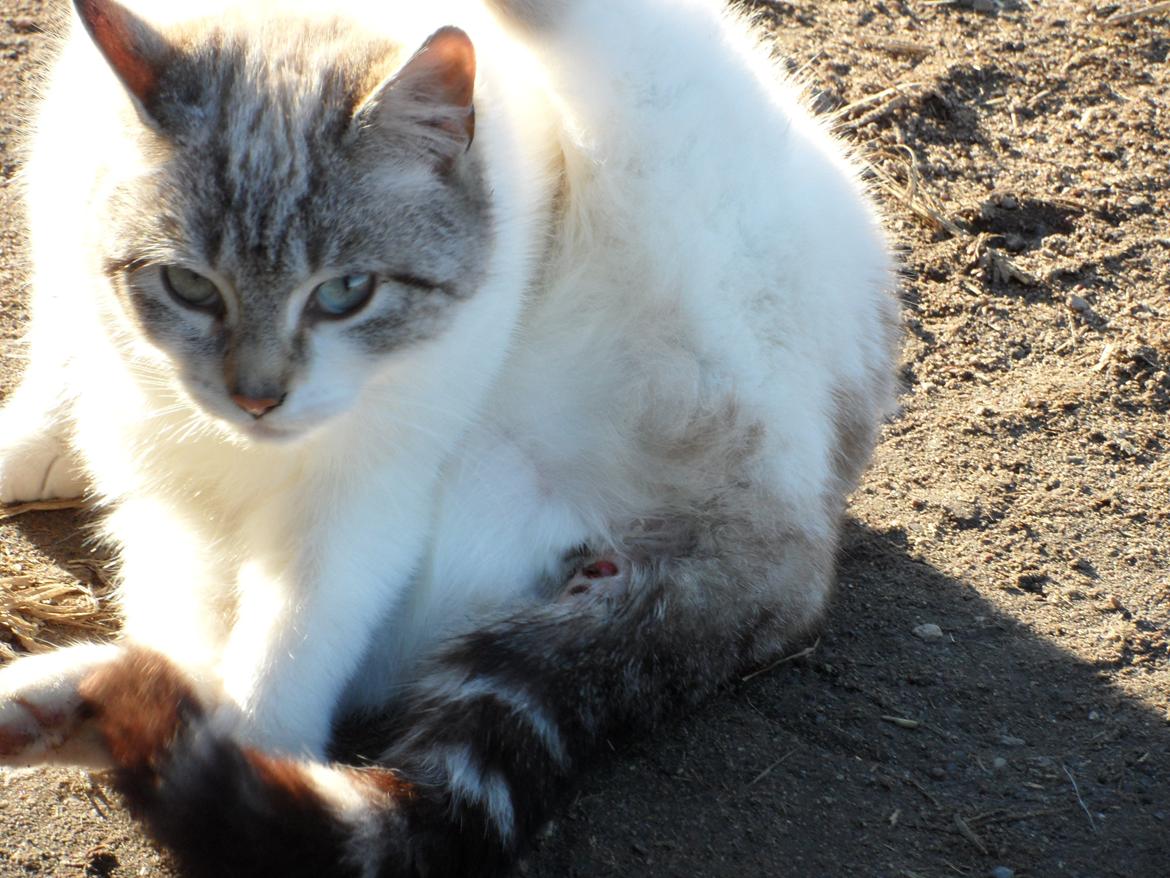 Huskat Mittemut billede 9