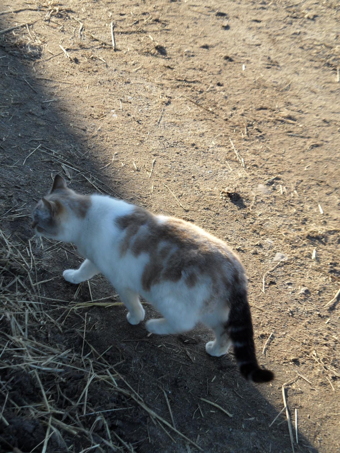 Huskat Mittemut billede 10