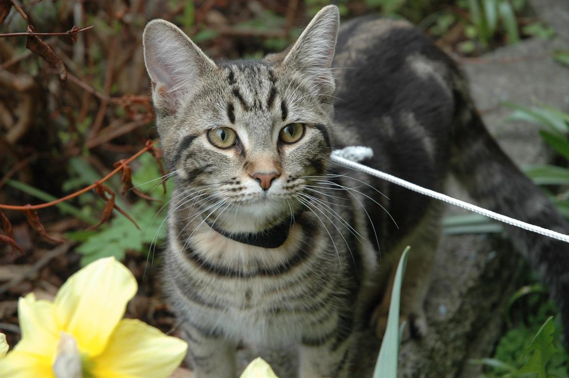 Blanding af racer Hot Chilly billede 5