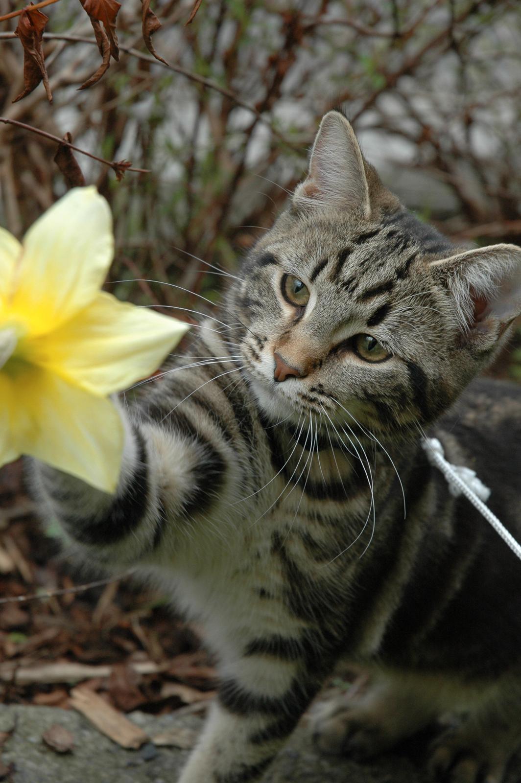 Blanding af racer Hot Chilly billede 4