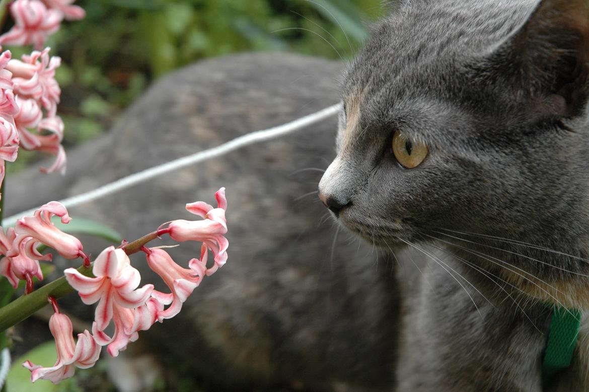 Huskat Mynte Mis billede 7