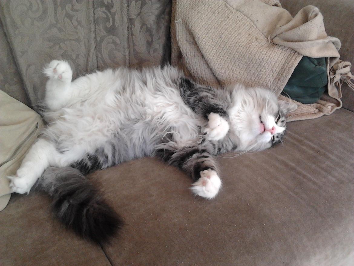 Norsk Skovkat Don Vito billede 11