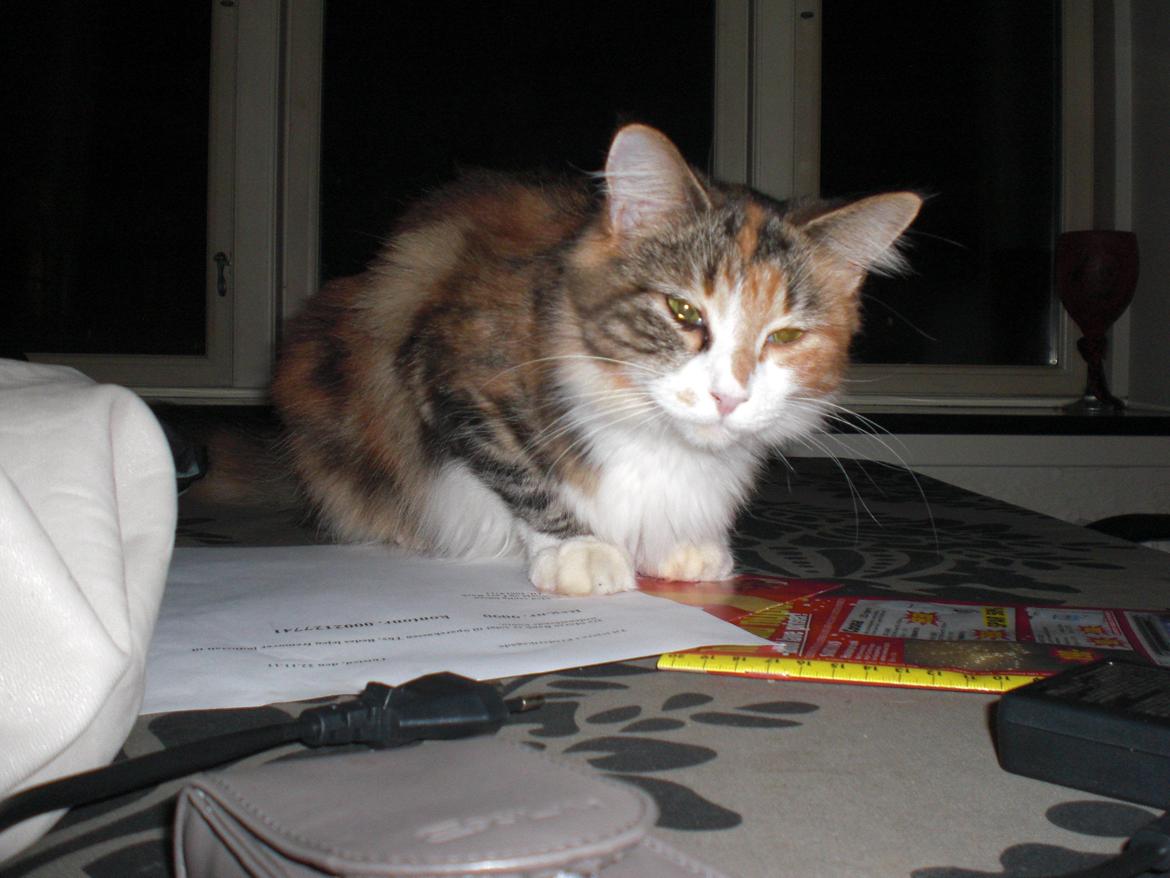 Maine Coon R.I.P Sjina billede 1