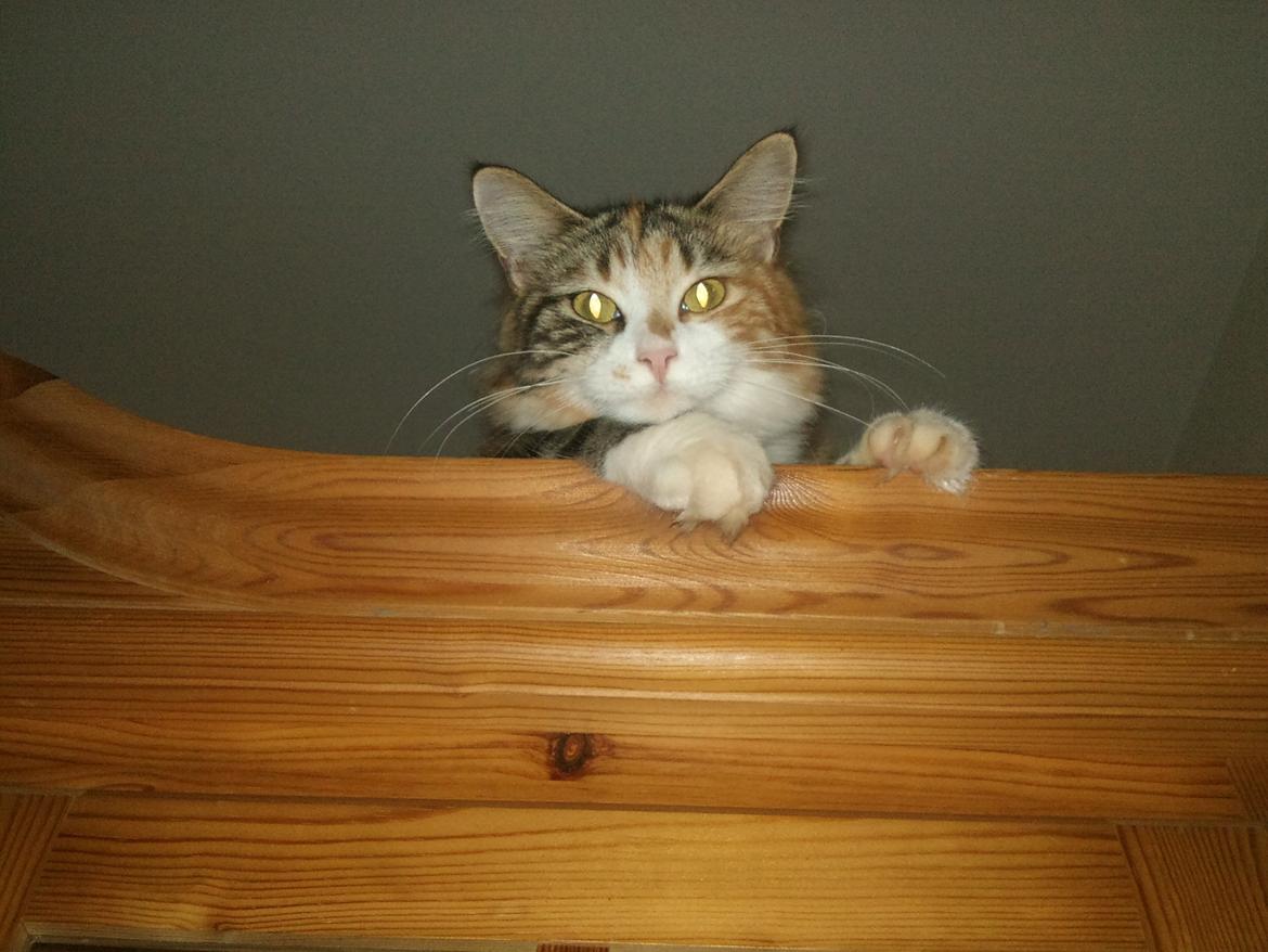 Maine Coon R.I.P Sjina billede 20