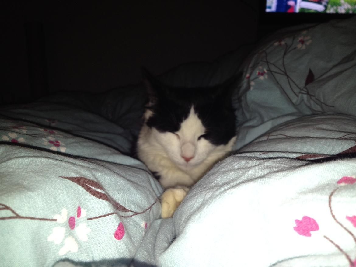 Blanding af racer Uffe billede 3