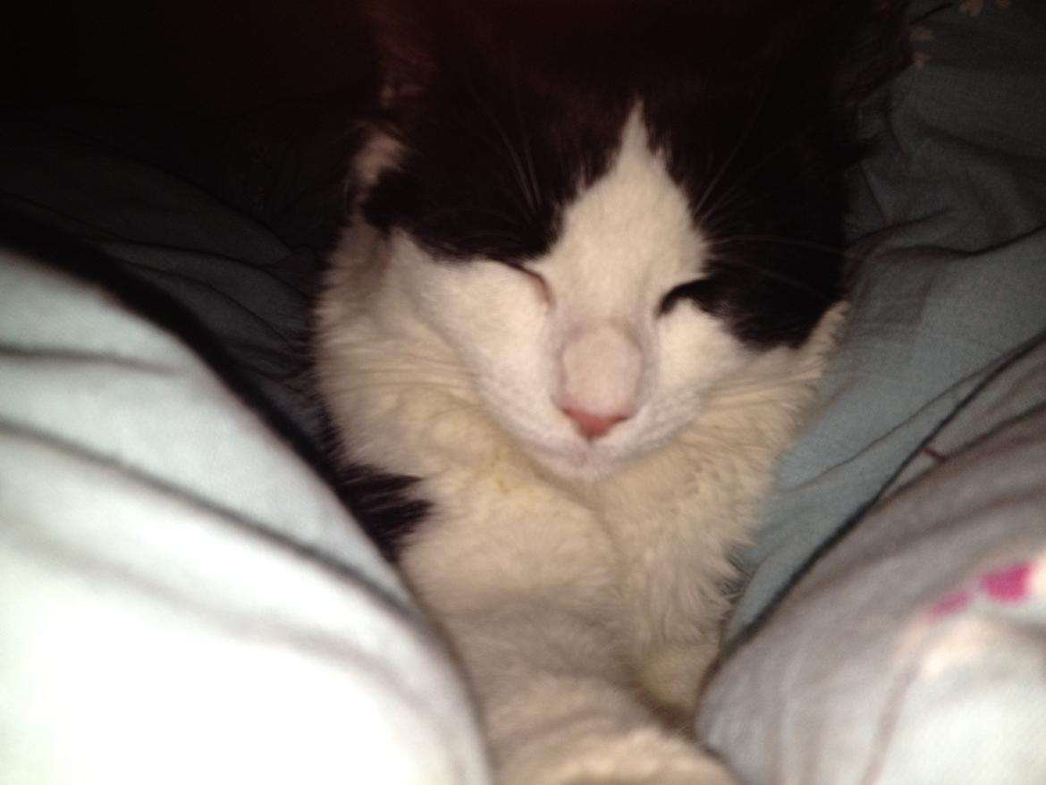 Blanding af racer Uffe billede 2