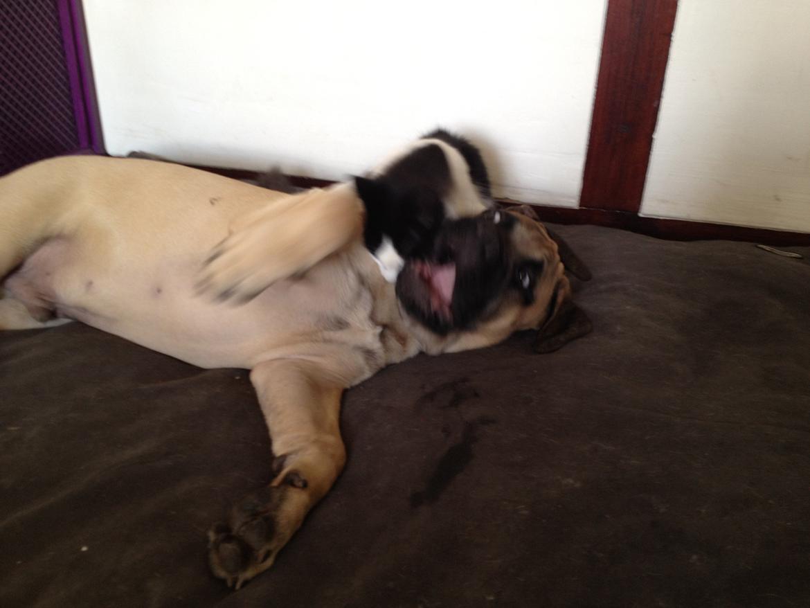 Blanding af racer Uffe billede 4