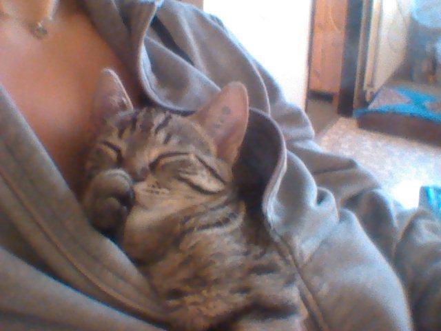 Huskat My, lille my, Myse billede 1