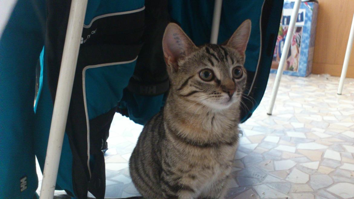 Huskat My, lille my, Myse billede 2