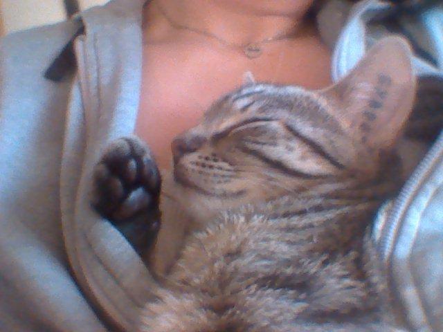 Huskat My, lille my, Myse billede 3