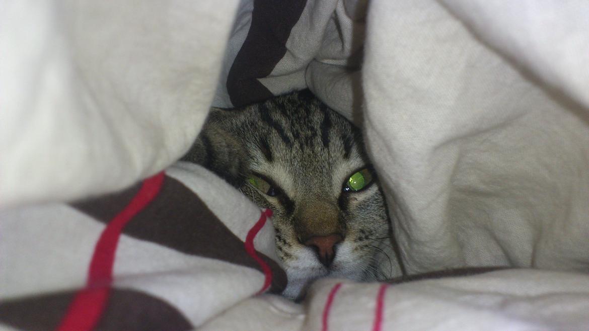 Huskat My, lille my, Myse billede 4