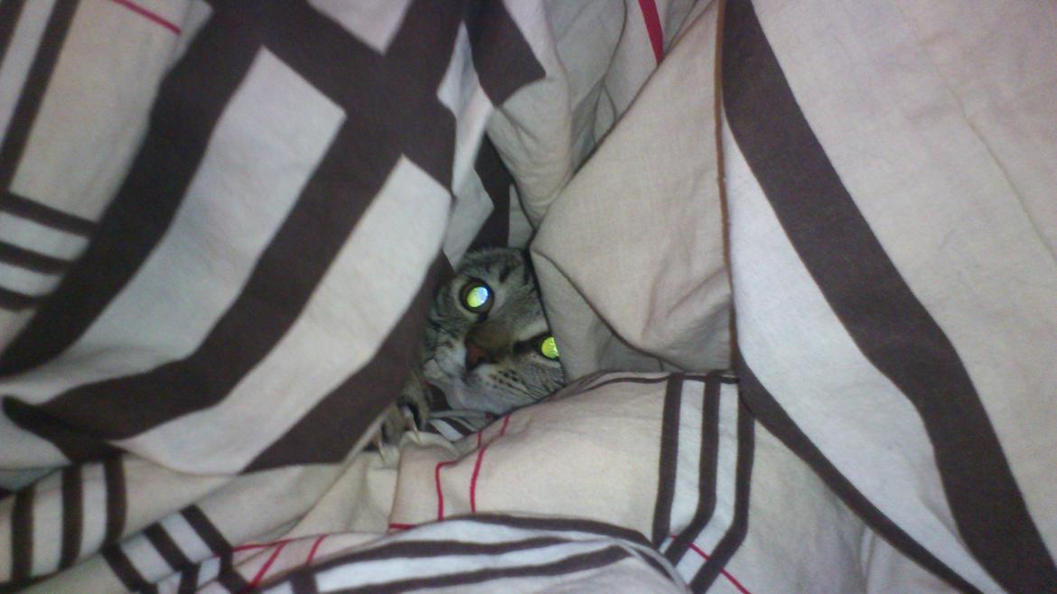 Huskat My, lille my, Myse billede 5