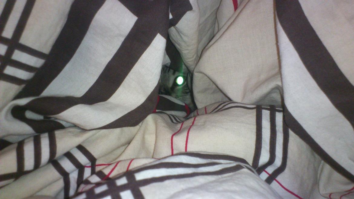 Huskat My, lille my, Myse billede 6