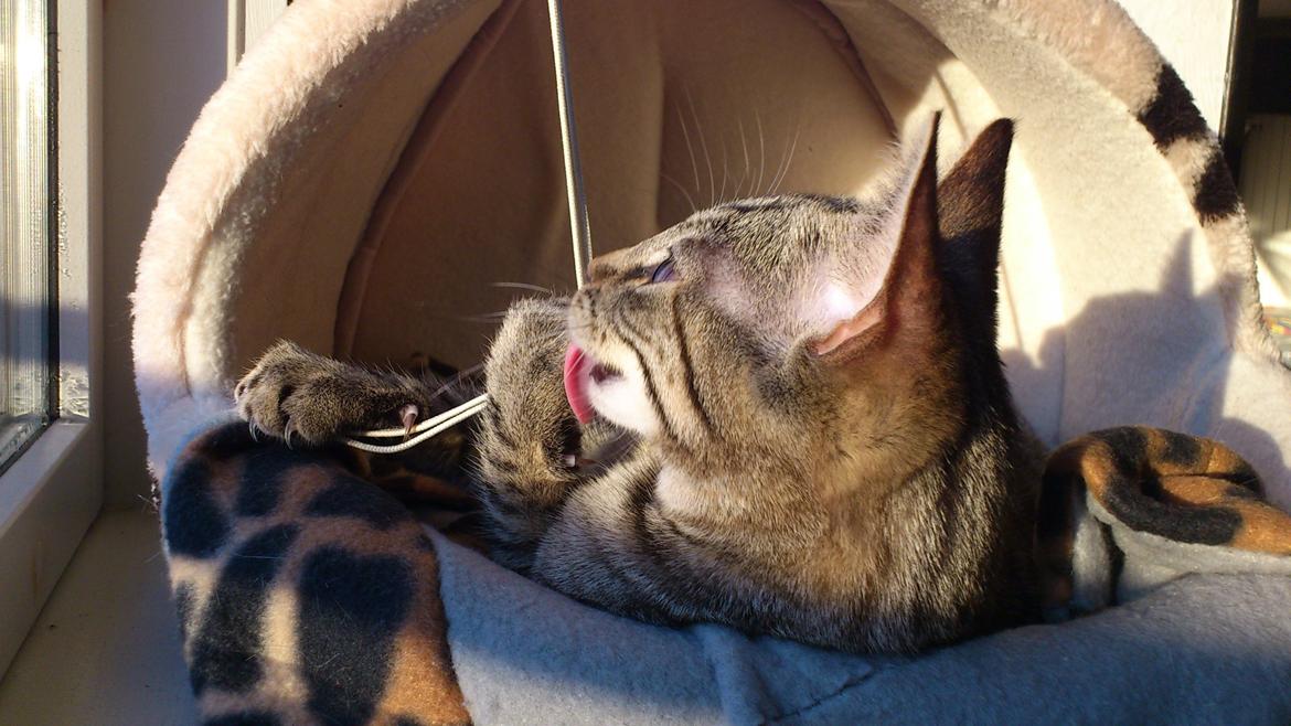 Huskat My, lille my, Myse billede 7