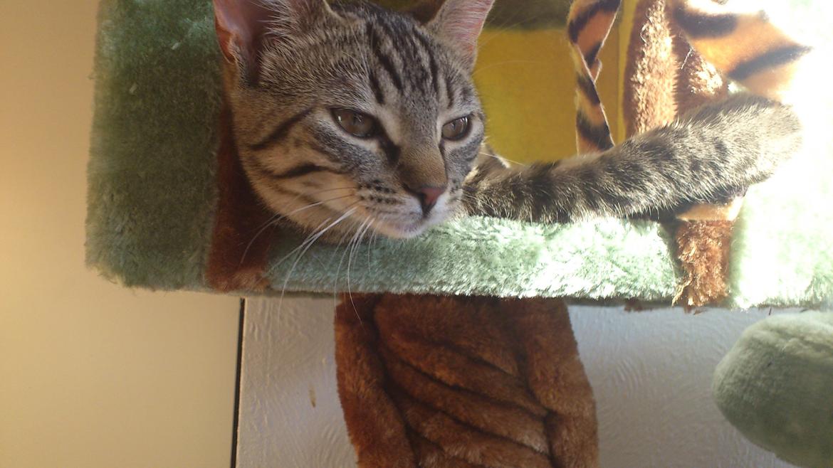 Huskat My, lille my, Myse billede 8