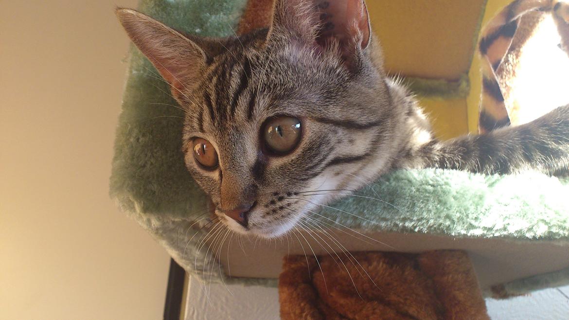 Huskat My, lille my, Myse billede 9