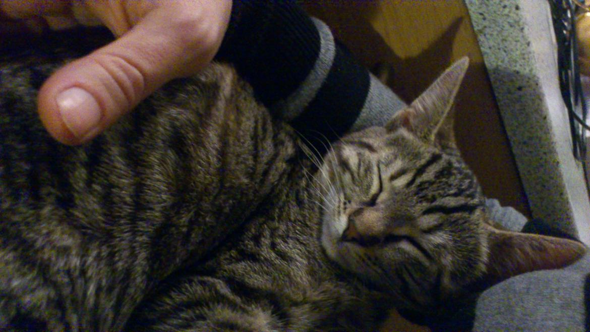 Huskat My, lille my, Myse billede 10