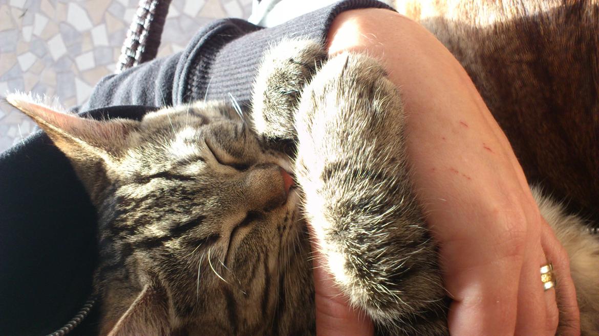 Huskat My, lille my, Myse billede 11