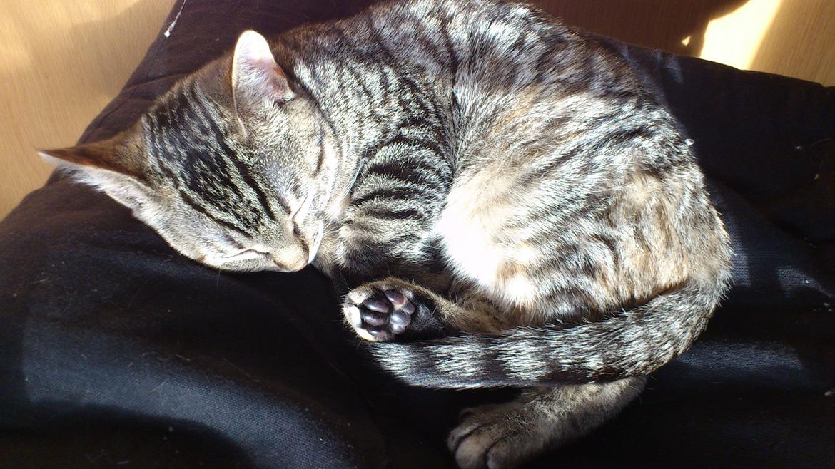 Huskat My, lille my, Myse billede 12