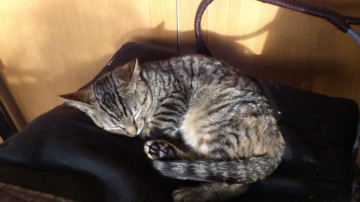 Huskat My, lille my, Myse billede 13