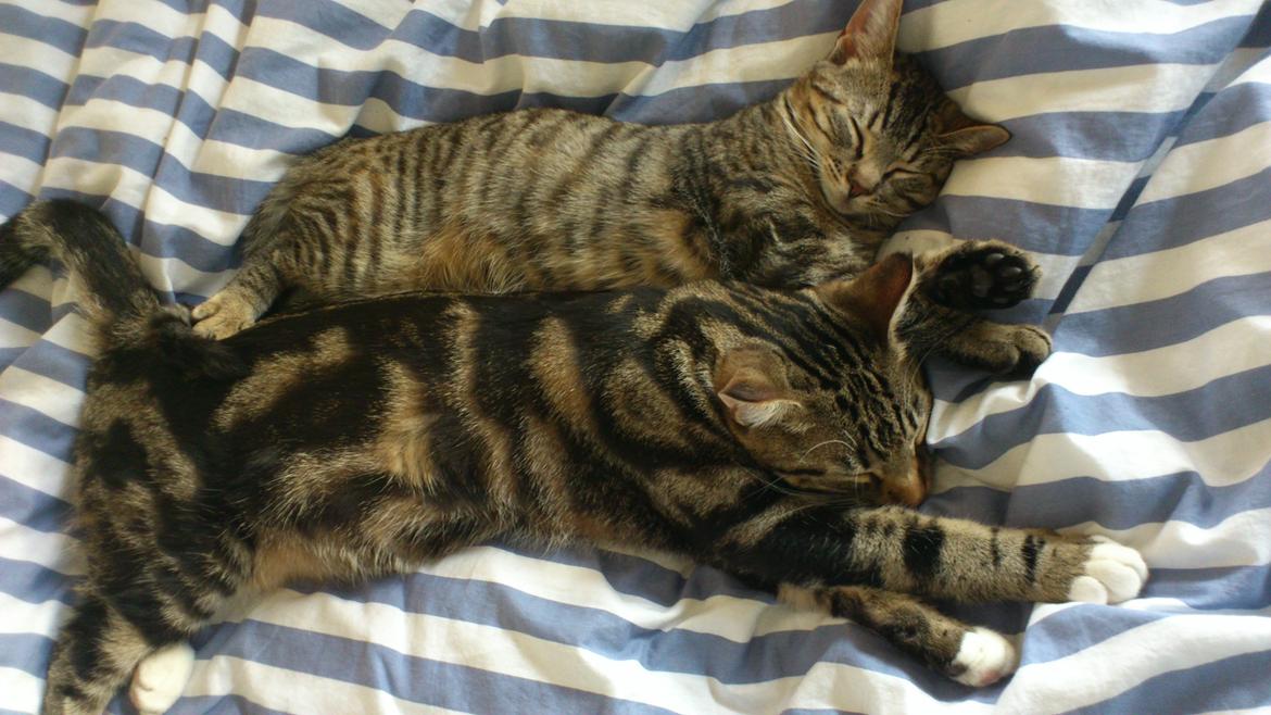 Huskat My, lille my, Myse billede 14