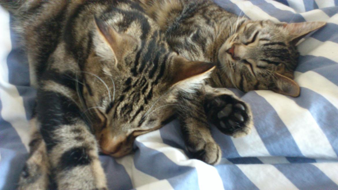 Huskat My, lille my, Myse billede 15