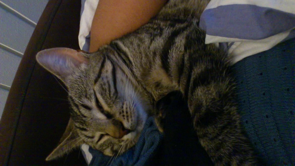 Huskat My, lille my, Myse billede 16