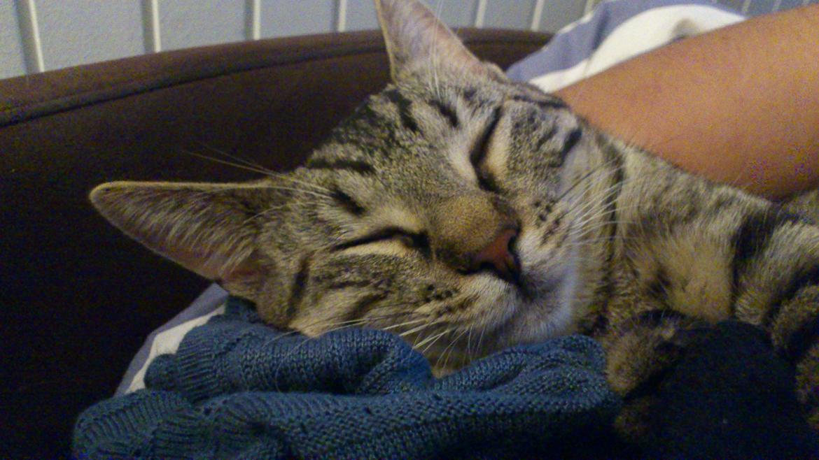 Huskat My, lille my, Myse billede 17